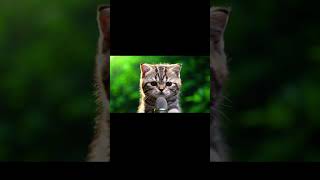 Ai Asmrにゃんこがいいおとさがし