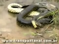 Serpente mangia alligatore. Allucinante!