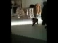 kit cat playing fetch