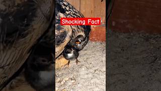 Shocking Fact Owl Is The Real Mom Of A Chicken?