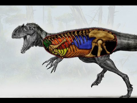 Dinosaur Bird Bones