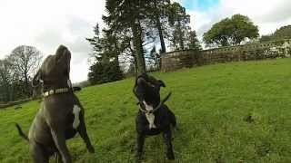 Thor & Freyas Fun In The Woods - Slow Motion - Staffordshire Bull Terriers