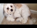 Best Of Funny Guilty Dog Compilation 2014