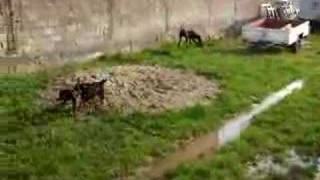 Joaca Dintre Jagdterrieri Si Bracii Germani
