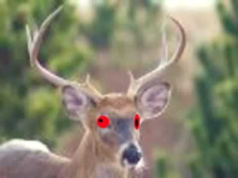 funny deer pictures. Funny Deer Videos | Funny Deer