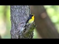 Видео Narcissus Flycatcher FullHD JH1RNZ