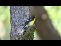 Video Narcissus Flycatcher FullHD JH1RNZ