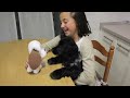 animales de toalla