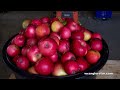 Cider