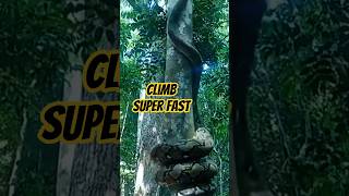 Giant Python Snake Climbs Tree Super Fast. Unbelievable Speed