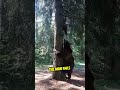 This Bear Climbs a Tree Chasing a Man!