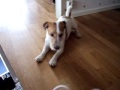 Chihuahua puppy plays with Jack Russell dog.