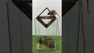 Best Homemade Mouse Trap Ideas Using Cardboard // Mouse Trap 2 #Rattrap #Rat #Mousetrap #Shorts