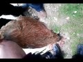image Chicken Slaughter At Yeshiva Part Five