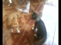 Bokep Hewan images Bokep Hewan