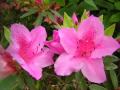 la nature est bien faite ! (musik... - For Your Loved Ones ecards - Flowers Greeting Cards la nature est bien faite ! (musik... - For Your Loved Ones ecards - Flowers Greeting Cards