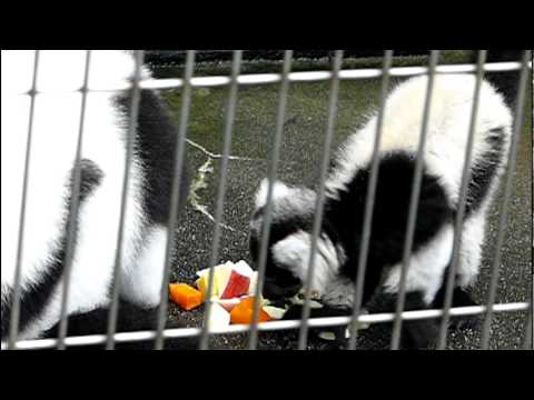 エリマキキツネザルの赤ちゃん。Baby Black and White Ruffed Lemur．＃01
