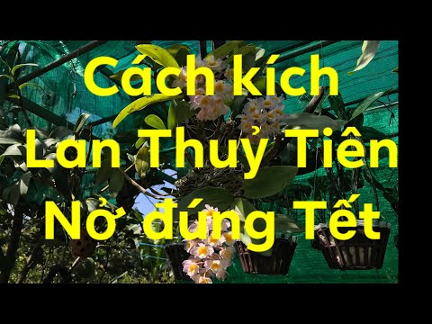 Cách Kích Hoa cho lan Thuỷ Tiên ( Kiều) ra hoa Chuẩn Tết