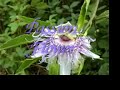 Passion Flower