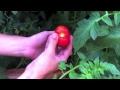 The Green Life With TPG - Episode 10 - Tomato Destiny