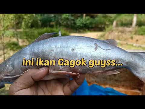Membeli Ikan Laut,🐠. #IkanTalang
