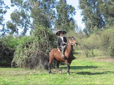 antonio aguilar chileno(caballo de patas blancas.)