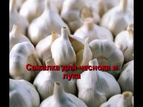 Как сделать сажалку для чеснока Как сделать сажалку для чеснока