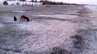 Dogo Argentino Vs. Jagdterrier