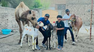 Qurbani K Leye Itny Sary Bakry B A E Bakra B Le Leya Last Day With Camel