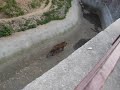 Video Тигр в киевском зоопарке