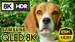 8K Hdr Video || Baby Animal In 8K Hdr 30Fps - Samsung Qled 8K Tv 2020 Demo