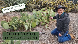 Opuntia Ellisiana- The Cactus You Can Eat Yum
