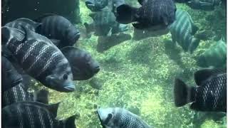 Piranhas Kissing