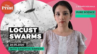 Locust Swarms And Where They Come From