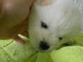 CHOW CHOW PUPPY