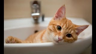 Why Does Your Cat Pee In The Sink? Stop The Sink Surprise Animalda