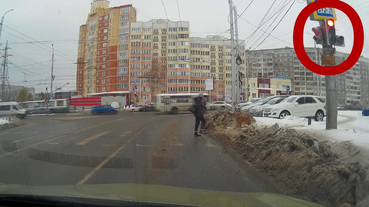 Dog Waits For Green Light To Cross The Street