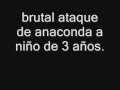 anaconda se come a niño de 3 años