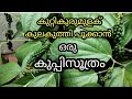 Kuttikurumulak Krishi | Bush pepper Farming | Black Pepper Cultivation in Malayalam | Punathil Vibez