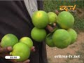 Eritrean News Tigrinya 19 September 2014 Eri Tv