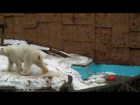 Polar Bear 20100226　ホッキョクグマ　ピリカ　紐をキャッチ♪
