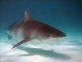 El tiburon comelon - Grupo Mandarina.wmv