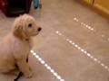 Goldendoodle Temperament | RM. Goldendoodle Temperament | RM.