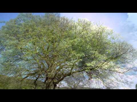 Ranker Video