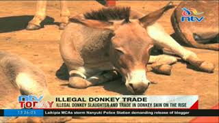 Illegal Donkey Slaughter And Trade In Donkey Skin On The Rise