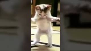 Arapça şarkıyla kedi dans ediyor 😂 #tiktok #kids #kedi #çocuk #dans #müzik #şark