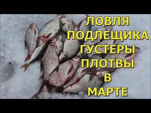 на что клюет густера в июне на что клюет густера в июне