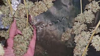 Harvest Update Part 1, Weekly Grow Series New Clones Time-Lapse Marshydro Vs Vivosun Yield Over 1Lb