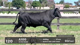 LOTE 120 - TOUROS BRANGUS - LEILÃO SÃO BIBIANO 2021