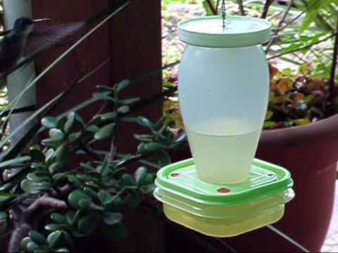 Alimentador para colibríes 04 - YouTube